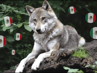 Dónde FIRMAR para proteger al lobo mexicano, especie en peligro.
