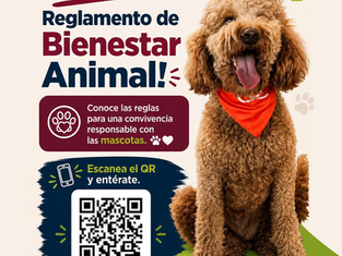 Hoy entra en vigor el nuevo Reglamento de Bienestar Animal