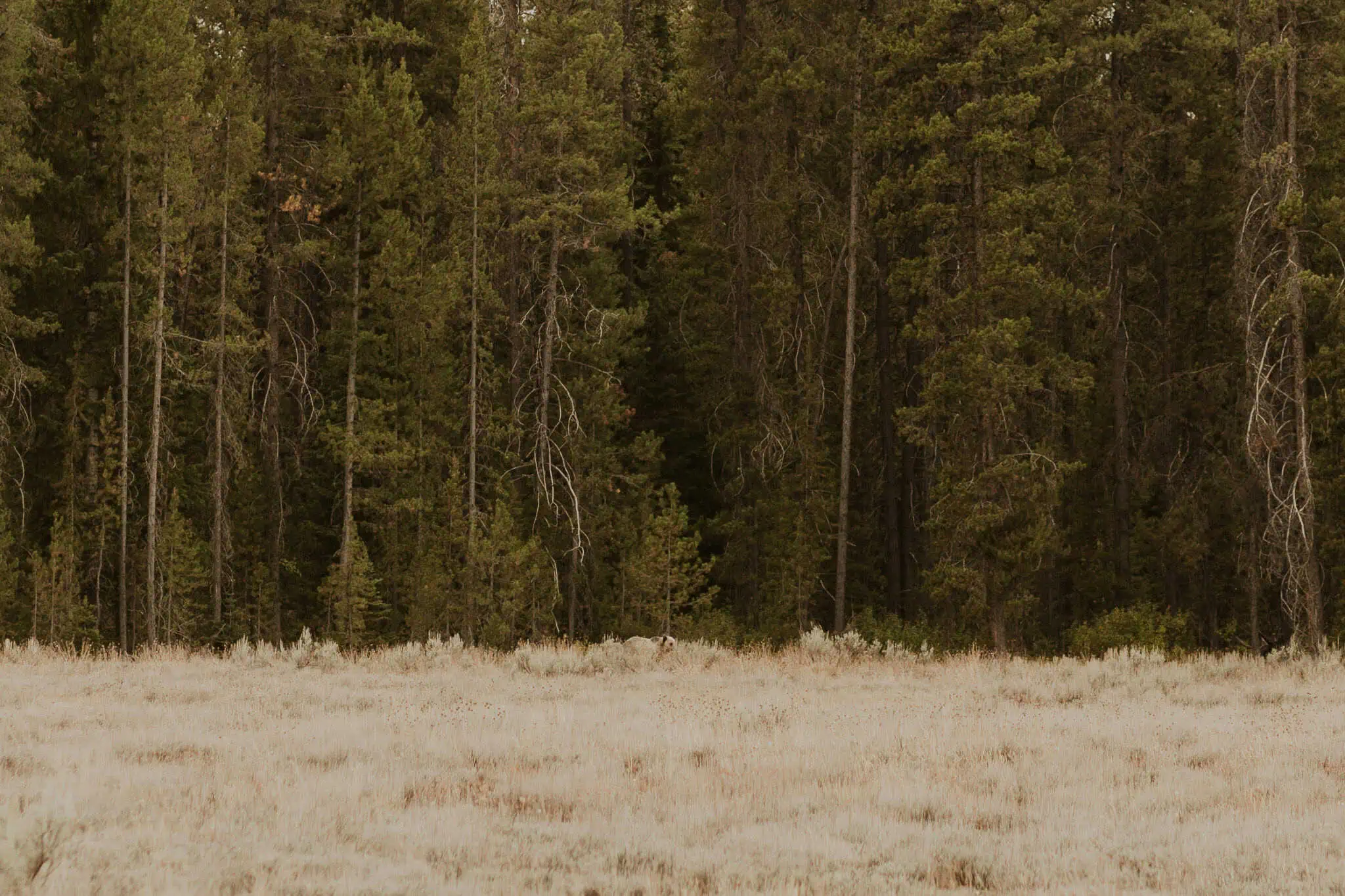 grizzly bear in grand teton national park