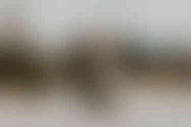 a couple in wedding attire in the mountains smiling with their dog