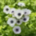 black and white anenomes flowers