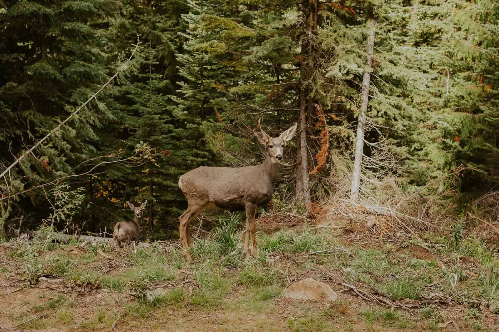 mule deer in the mountains