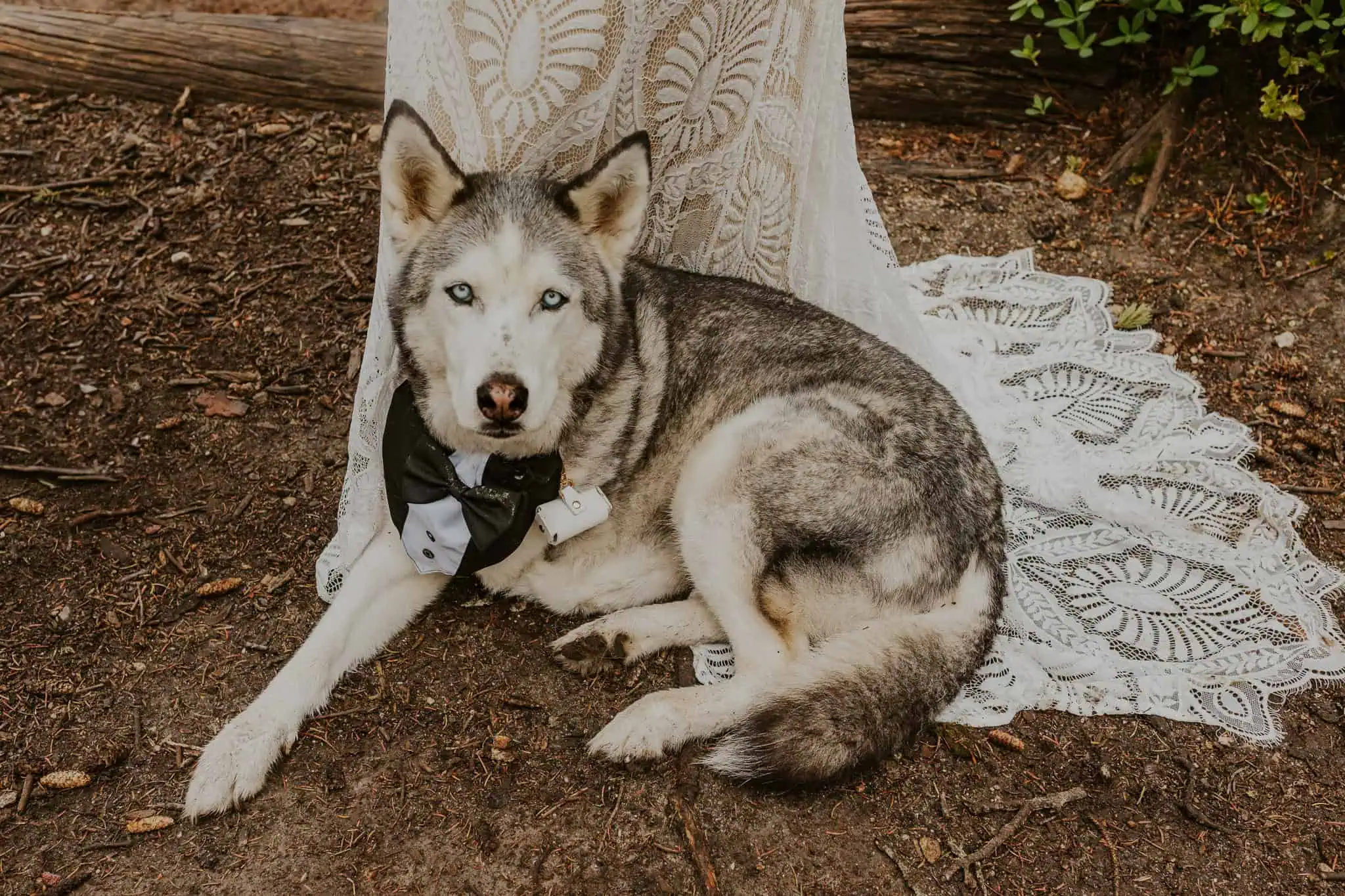 a dog laying on the train of a wedding dress