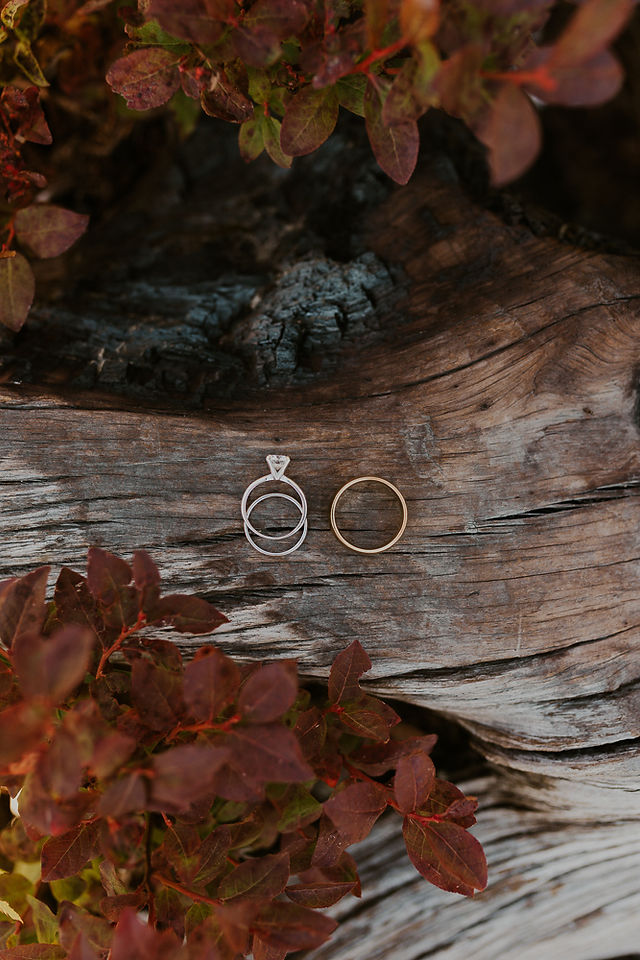 ring photos on a log with red leaves surrounding it