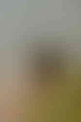 a dog in the water with a flower collar