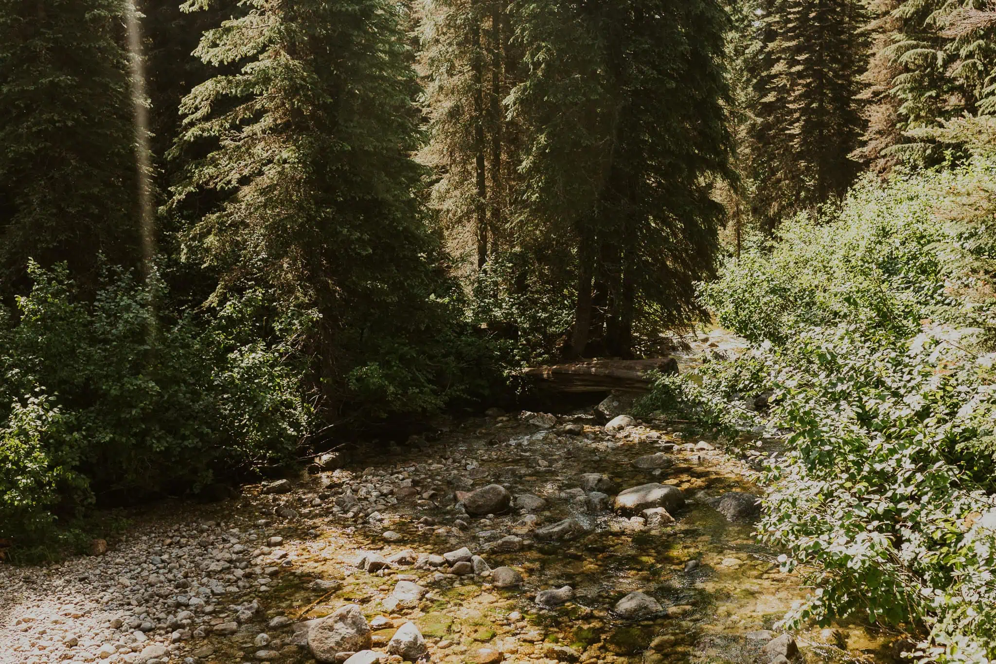 a creek running through the forest