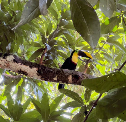 Costa Rica: A Month of Wildlife, Gorgeous Beaches, and Slower Living