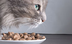 El gato y la Alimentación