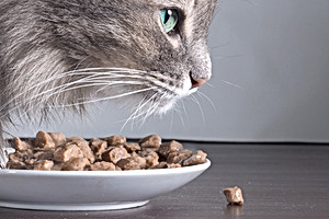 Cat and Food