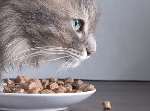 Cat and Food