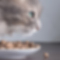 Cat and Food