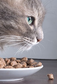 Cat and Food