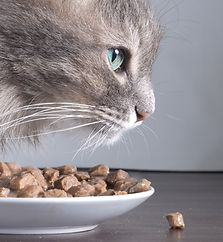 猫と食品