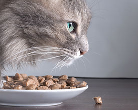 猫と食品