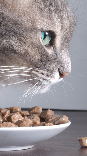 Some factors to consider with diabetic cats before you make the decision to go on holiday.