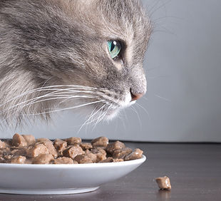 Katze und Lebensmittel