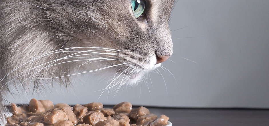 Aliments pour chats et