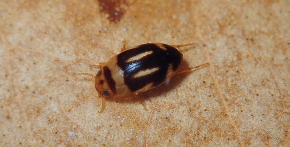 茨城の水生昆虫｜霞ヶ浦水生生物研究会