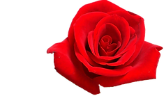 IMG_1321.PNG