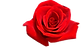 IMG_1321.PNG