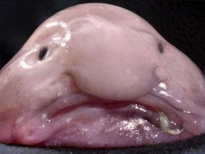 Blobfish