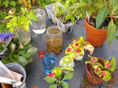 Check out our new Plant Profile Pages