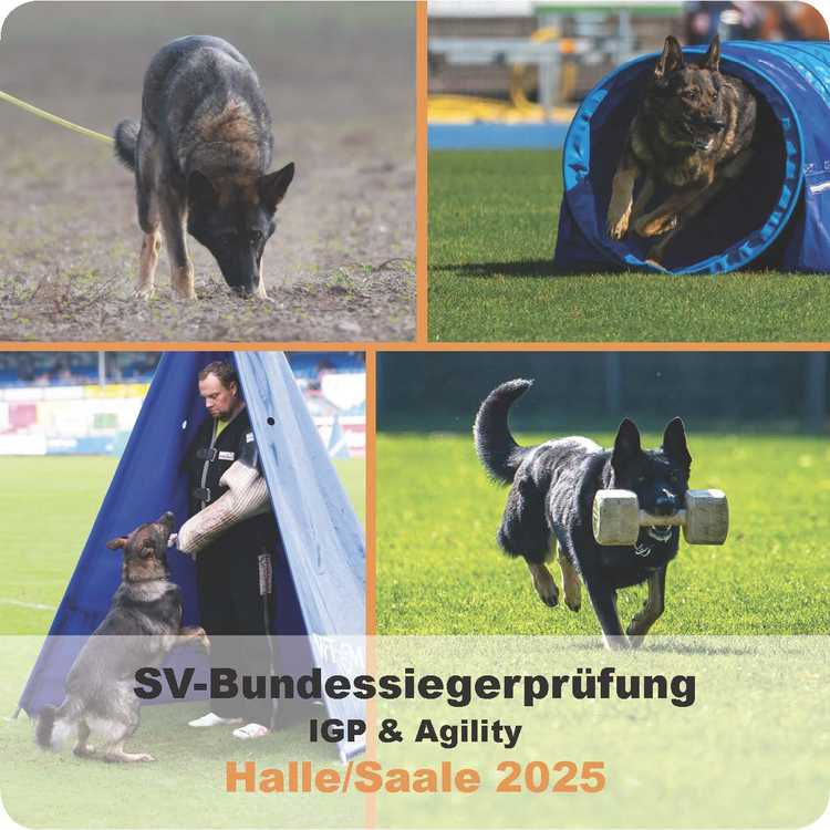 Bundessiegerprüfung 2025 in Halle (Saale)