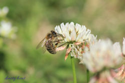 Bee on Clover Flower