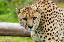 Male Cheetah 3