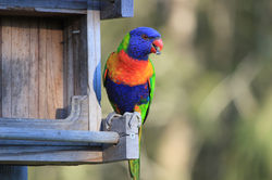 Lorakeet feeding