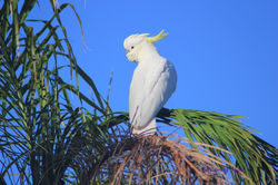 Cockatoo