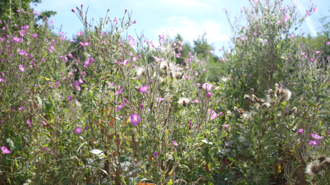 meadow with wildflowers blooming