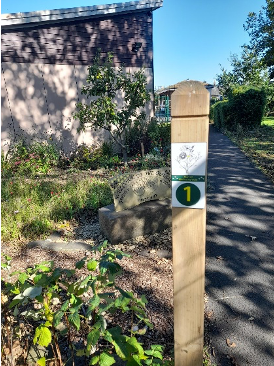 Wellbeing walks