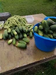 healthy food being prepared