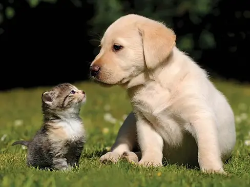 cute-kitten-and-puppy-outdoors-in-grass.webp