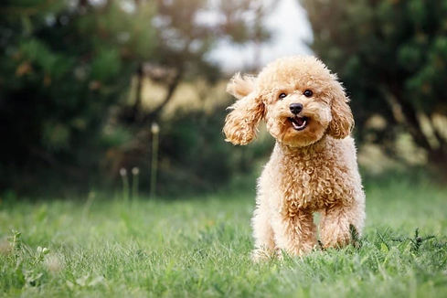 happy-dog-outside-min-1024x683.jpg