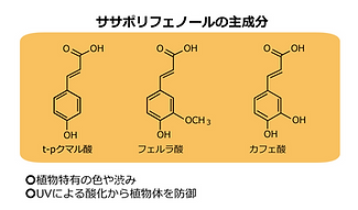クマササの注目成分②(改).png
