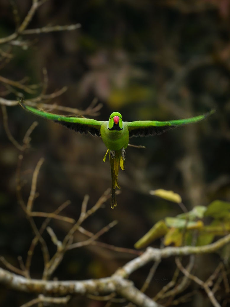 Vigilant Flight of a parrot in Kaziranga National Park