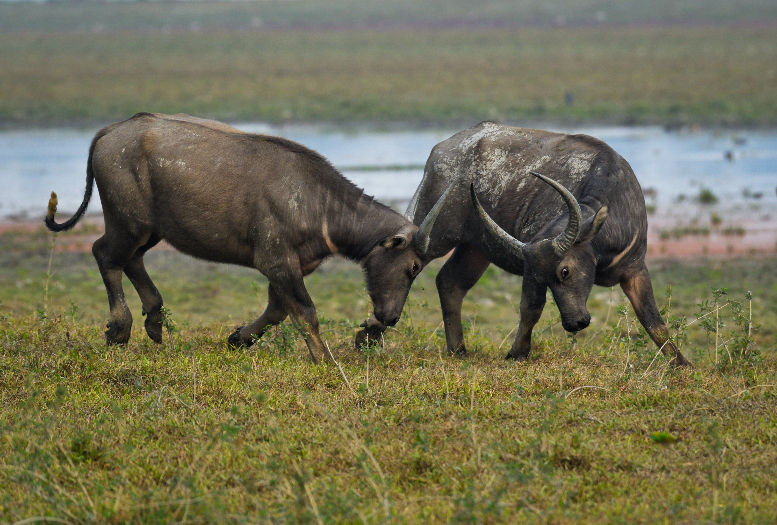 Buffalo fight at Kaziranga National Park