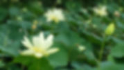 KEOSAUQUA MASSAGE THERAPIST