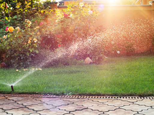 Shady summers are coming your way