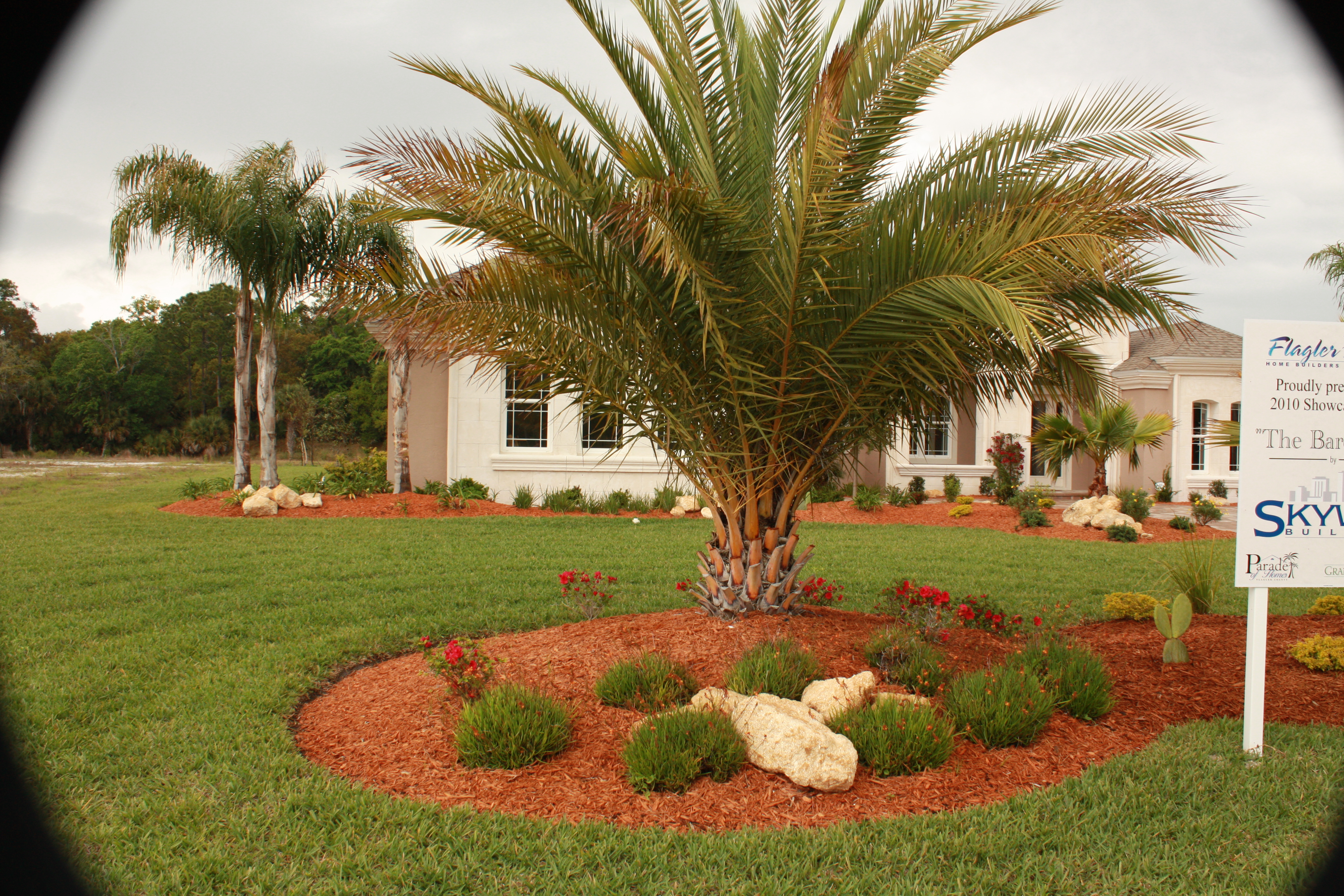 Palm Tree
