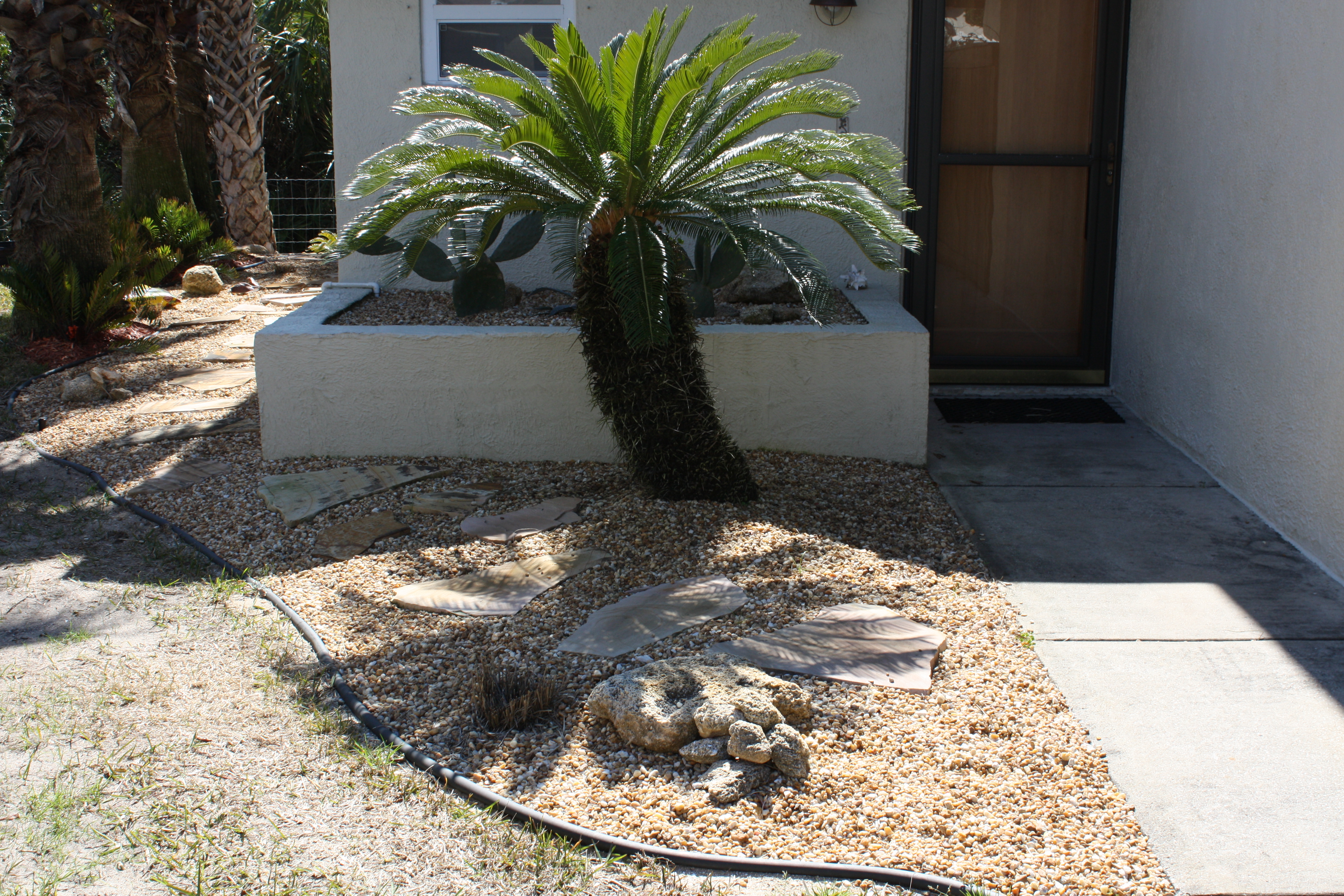 Palm Trees