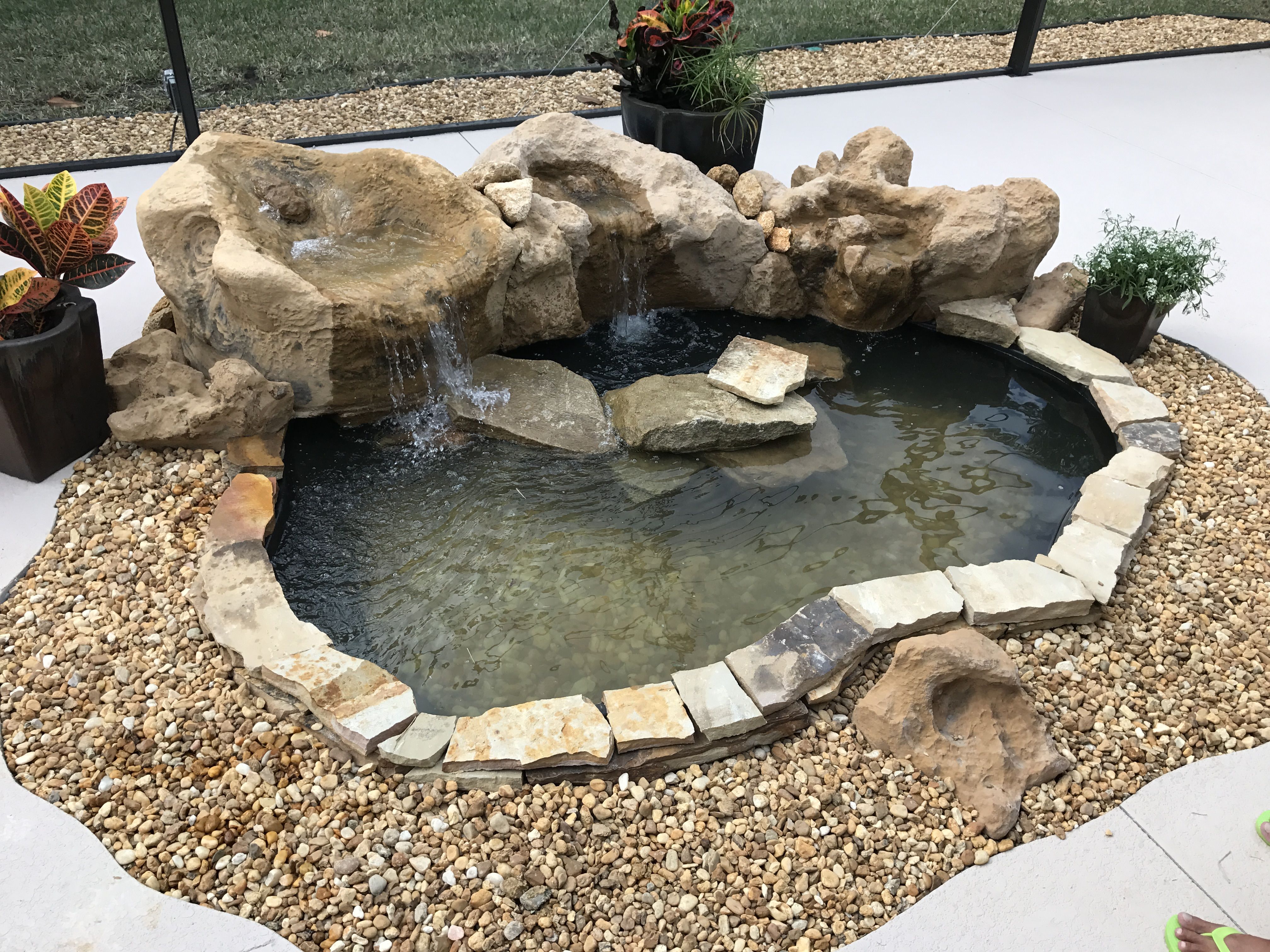 Coy Pond