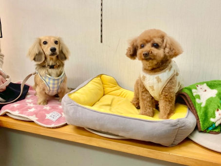 ショパンの居るピアノ教室