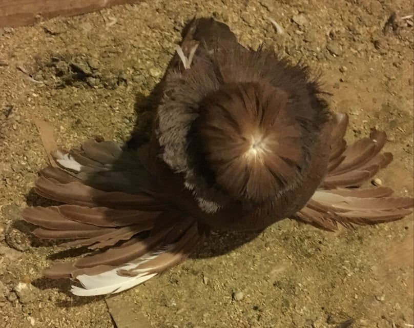 Red 2016 hen