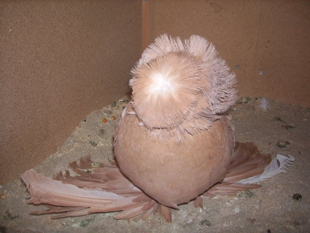 "Golden Lady" 2010 hen