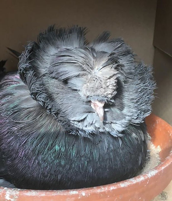 Blue old hen on the nest.jpg