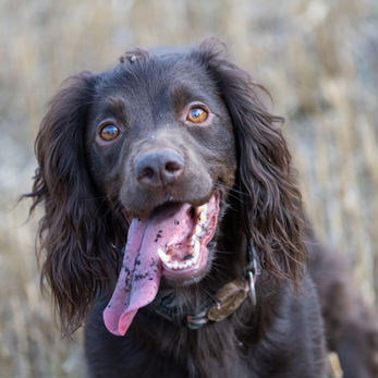 Martha a working cocker spaniel