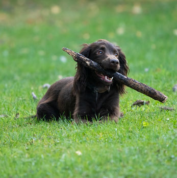 Martha a working cocker spaniel